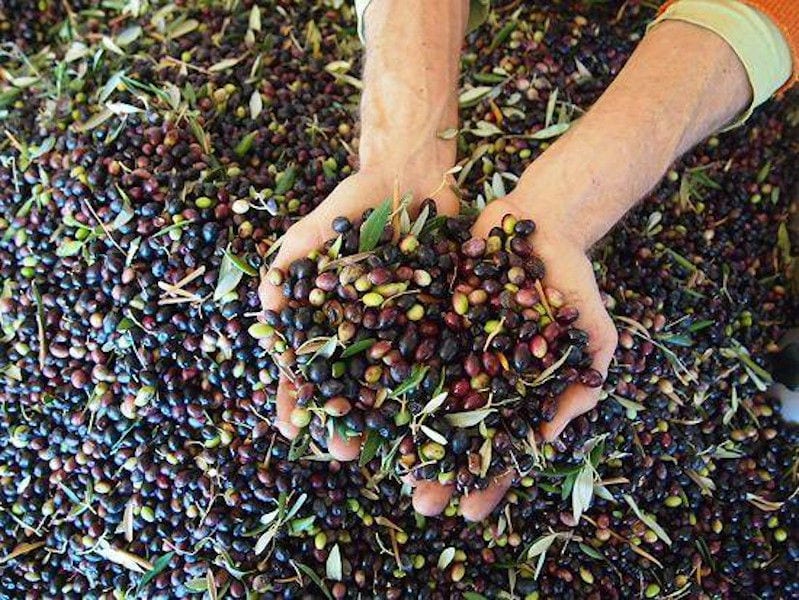 close-up of woman holding fresh olives with leaves and showing at the camera at Korogonas Ark